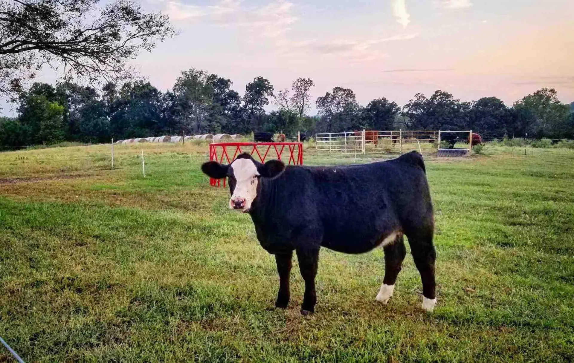 A curious black cow standing in the green pasture under a pink dusk sky