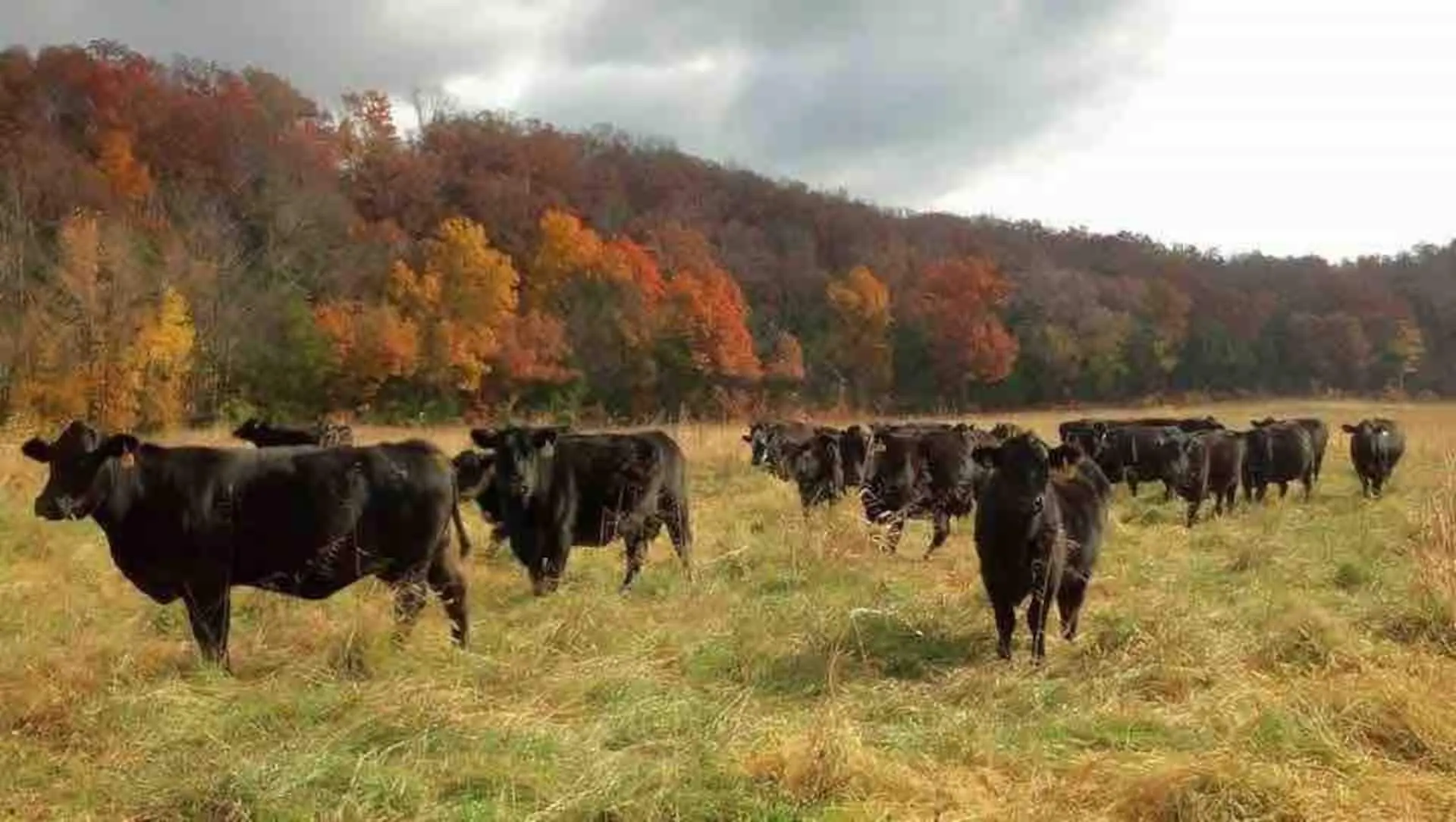 The herd moving across the pasture with fall color blazing on the hillside beyond