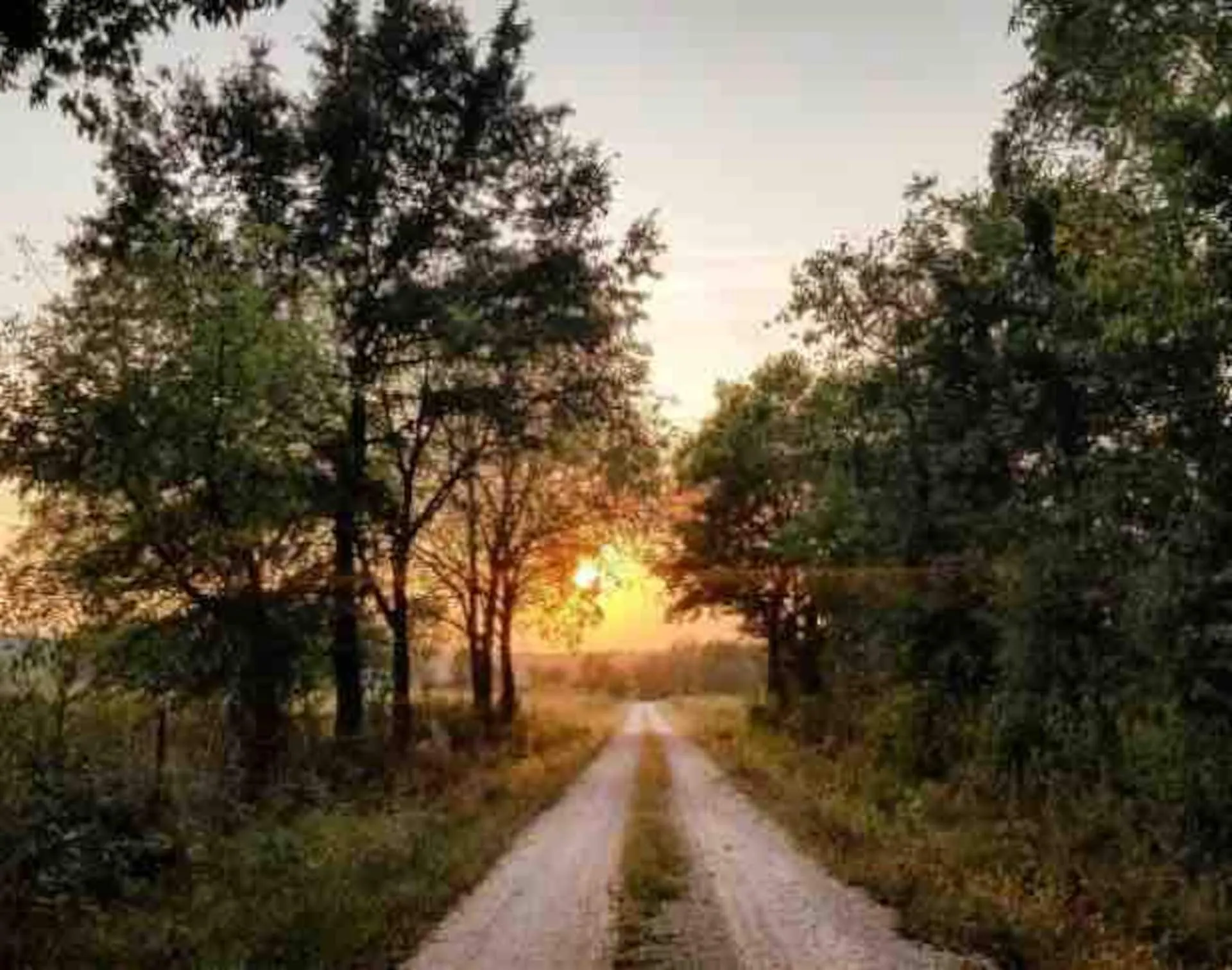 The sun setting straight down a two-track lane through the timber on the farm